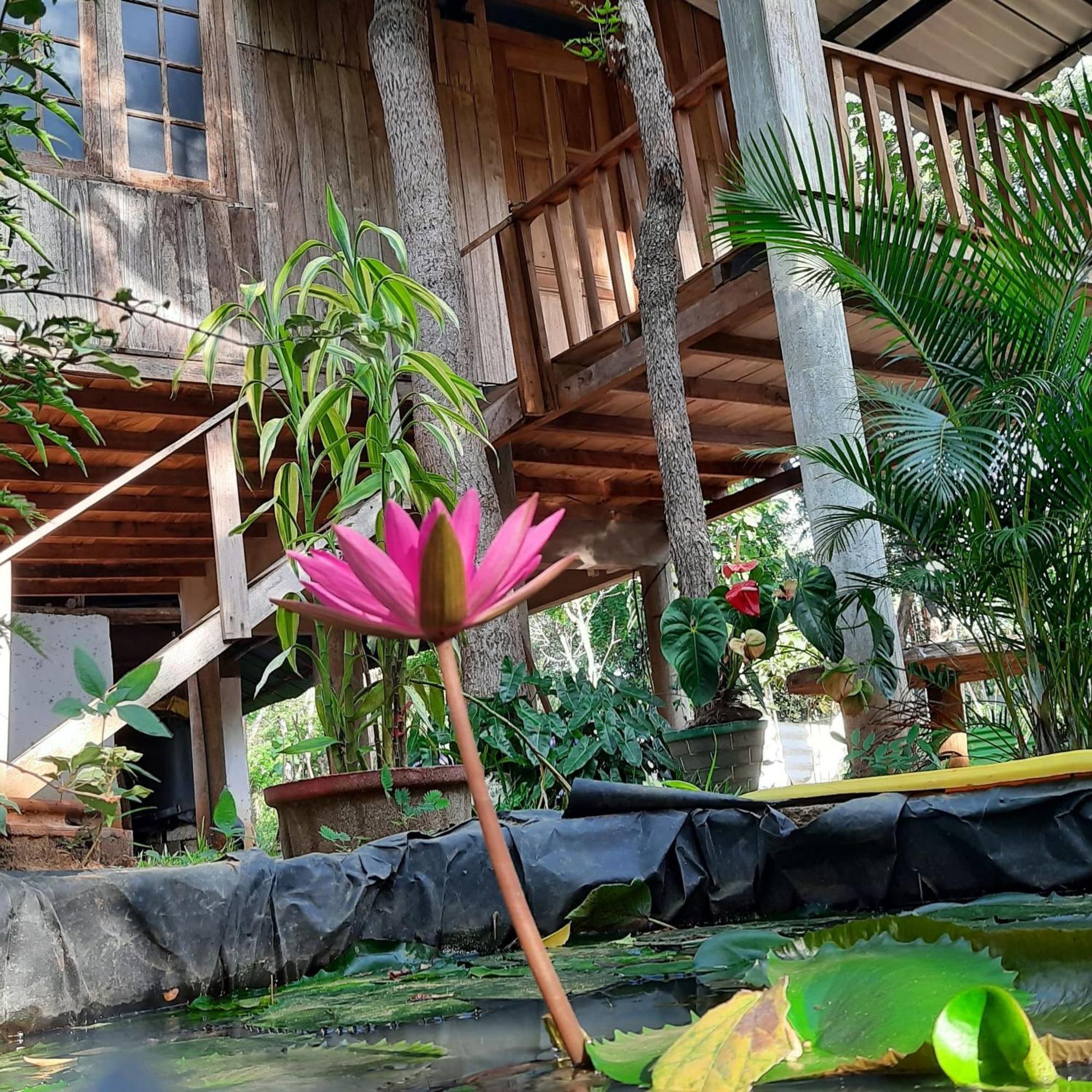 Ruk Sewana Villa Tree House Sigiriya Exteriör bild